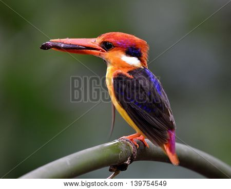Black-backed Kingfisher (ceyx Erithaca) A Vivid Red And Orange Bird With Dark Blue On Its Wings Perc