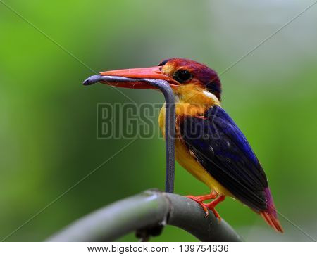Black-backed Kingfisher (ceyx Erithaca) A Vivid Red And Orange Bird With Dark Blue On Its Wings Perc