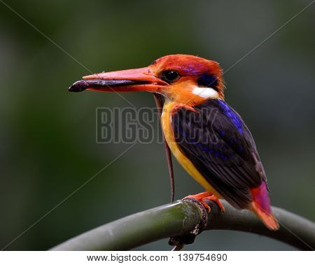 Black-backed Kingfisher (ceyx Erithaca) A Vivid Red And Orange Bird With Dark Blue On Its Wings Perc