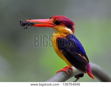 Black-backed Kingfisher (ceyx Erithaca) A Vivid Red And Orange Bird With Dark Blue On Its Wings Perc