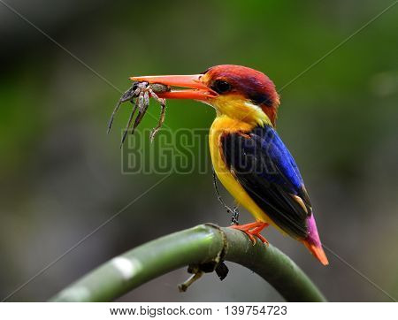 Black-backed Kingfisher (ceyx Erithaca) A Vivid Red And Orange Bird With Dark Blue On Its Wings Perc