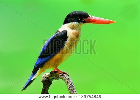 Black-headed Kingfisher (actenoides Capucinus) The Beautiful Blue Wings With Brownish Chest And Red