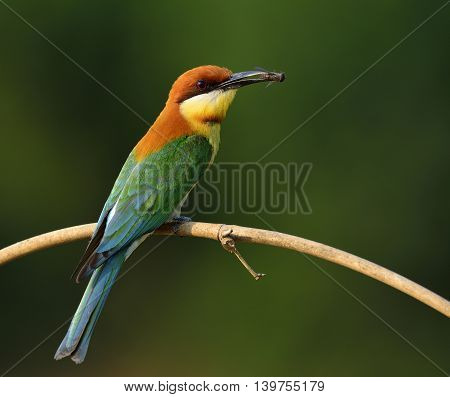 Chestnut-headed Bee-eater (merops Leschenaulti) The Beautiful Orange Head, Green Wings And Blue Tail