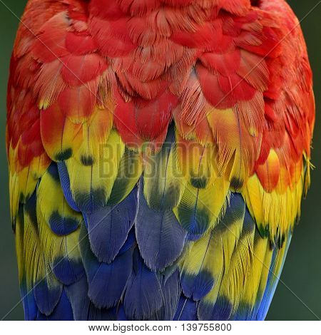 Feathers Of Scarlet Macaw Parrot Bird, The Beautiful Colorful Texture