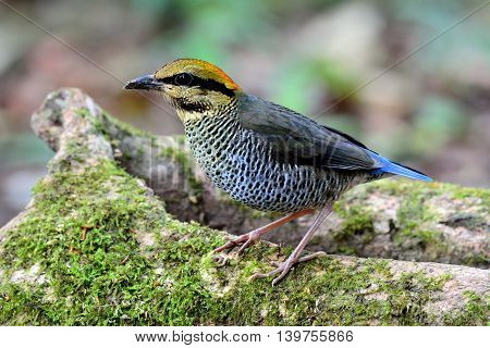 Female Of Blue Pitta (hydrornis Cyaneus) The Beautiful Grey And Pale Blue Bird Standing On The Green