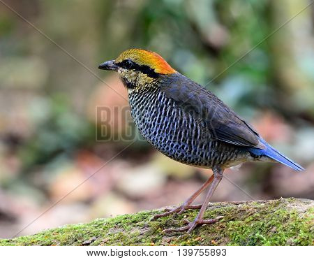 Female Of Blue Pitta (hydrornis Cyaneus) The Beautiful Grey And Pale Blue Bird Standing On The Green