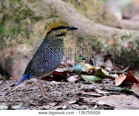 Female Of Blue Pitta (hydrornis Cyaneus) The Beautiful Grey And Pale Blue Bird Standing On The Messe