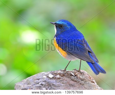 Male Of Himalayan Bluetail (tarsiger Rufilatus) The Beautiful And Chubby Blue Bird Perching On The