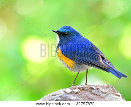 Male Of Himalayan Bluetail (tarsiger Rufilatus) The Beautiful And Chubby Blue Bird Perching On The R