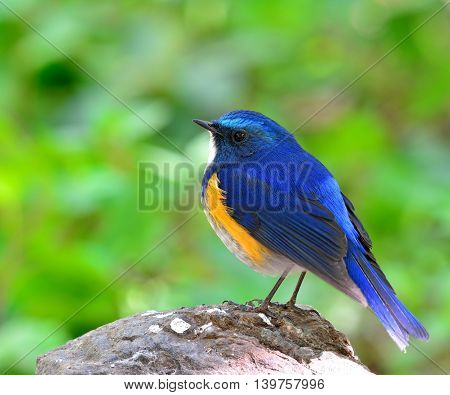Male Of Himalayan Bluetail (tarsiger Rufilatus) The Beautiful Chubby Blue Bird Perching On The Rock