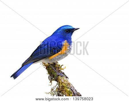 Male Of Himalayan Bluetail Or Orange-flanked Bush-robin (tarsiger Rufilatus) The Beautiful Blue Bird