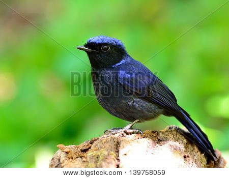 Male Of Large Niltava (niltava Grandis) The Beautiful Dark Blue Bird Perching On The Wooden Ground O
