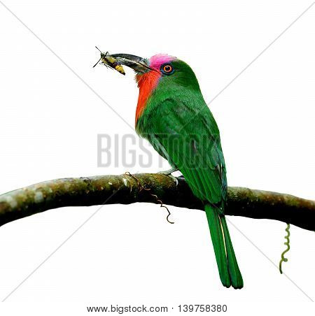 Male Of Red-bearded Bee-eater (nyctyornis Amictus) The Beautiful Green Bird With Red And Pink Mustac