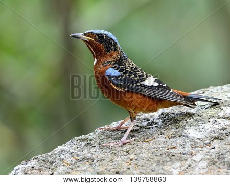 Maleof White-throated Rock Thrush (monticola Gularis) The Colorful And Blue Bird Standing On The Roc