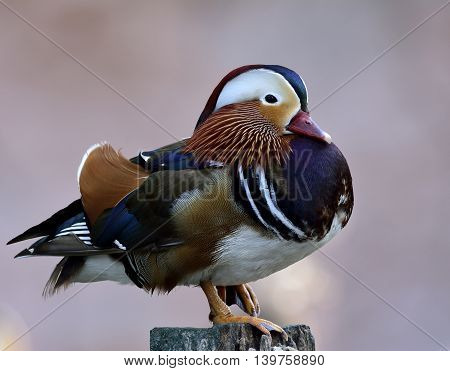 Mandarin Duck (aix Galericulata) The Exotic And Colorful Bird Standing On The Pole On Grey Blur Blac