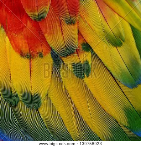 Mix of Red Yellow and Green background pattern of Scarlet Macaw parrot's wing the beautiful texture