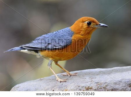 Orange-headed Thrush (geokichla Citrina) The Beautiful Orange And Grey Wings Bird Perching On Top Of