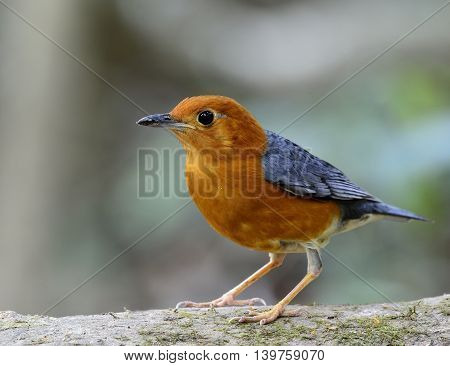 Orange-headed Thrush (geokichla Citrina) The Beautiful Orange And Grey Wings Bird Standing The Groun