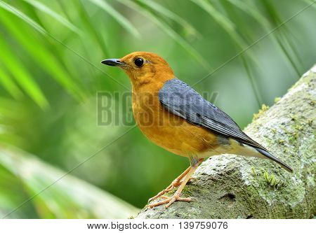 Orange-headed Thrush (geokichla Citrina) The Beautiful Orange And Grey Wings Bird Standing Tree With