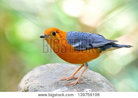 Orange-headed Thrush (Geokichla citrina) the beautiful orange and yellow bird with grey wings standing on the rock