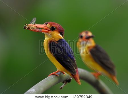Parents Of Black-backed Kingfisher (ceyx Erithaca) Standing On The Branch Carrying Insect Food To Fe