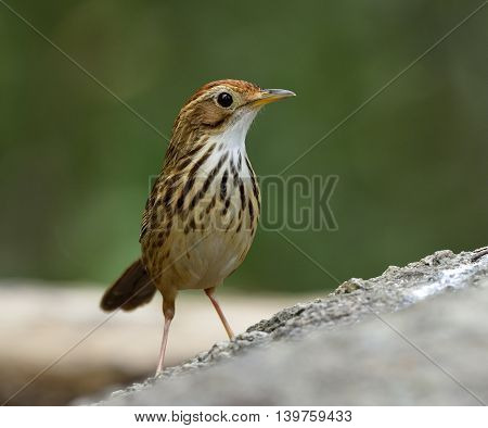 Puff-throated Babbler (pellorneum Ruficeps) The Beautiful Brown Birds Standing On The Rock Showing I