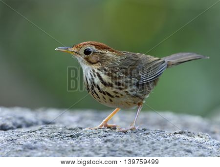 Puff-throated Babbler (pellorneum Ruficeps) The Lovely Brown Birds Standing On The Rock With Green B