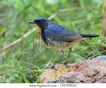 Red Neck Bird, Firethroat (luscinia Pectardens) The Beautiful Blue And Grey Bird With Fire Color On