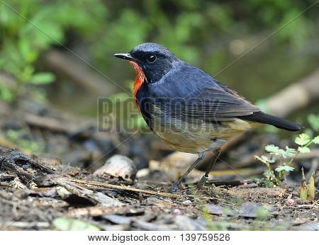 Red Neck Bird, Firethroat (luscinia Pectardens) The Beautiful Grey And Blue Bird With Fire Corlor On