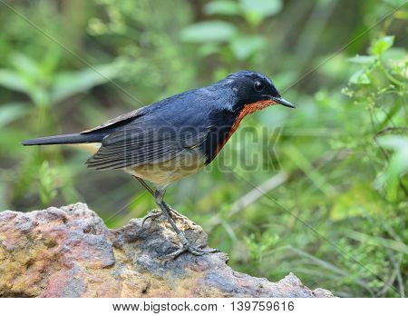 Red Neck Bird, Firethroat (luscinia Pectardens) The Beautiful Grey And Blue Bird With Fire Corlor On