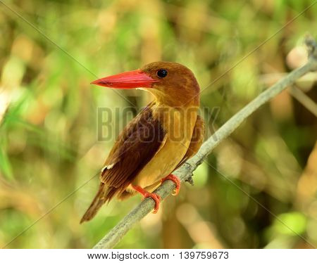 Ruddy Kingfisher (halcyon Coromanda) The Dark Brown Bird With Red Bills Perching On The Dried Bamboo