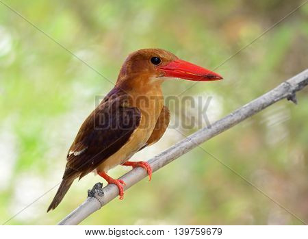 Ruddy Kingfisher (halcyon Coromanda) The Dark Brown Bird With Red Bills Perching On The Dried Bamboo
