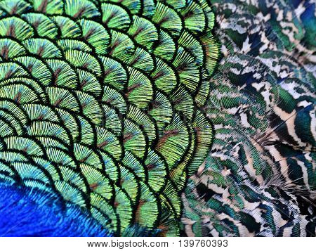 The amazing close up of velvet green patches along with camouflage beisde on Indian Peacock body feathers the most beautiful bird feathers background