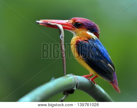 The Black-backed Kingfisher (ceyx Erithaca) A Red And Orange Bird Perching On The Bamboo Branch Carr