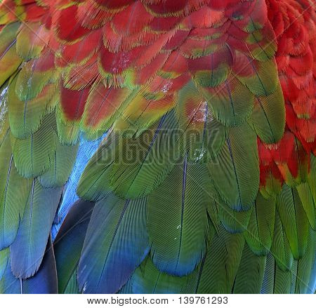 The Dirty back feathers of Green wing Macaw parrot bird