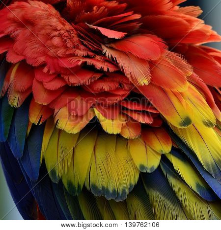 The Puffy Feathers Of Scarlet Macaw Parrot Bird, Colorful Bird Feathers