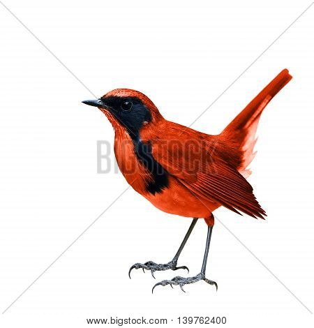 The Vivid Red Bird Fully Standing Isolated On White Background