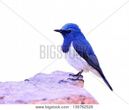 Ultramarine Flycatcher Or White-browed Blue Flycatcher (ficedula Superciliaris) The Beautiful Blue B
