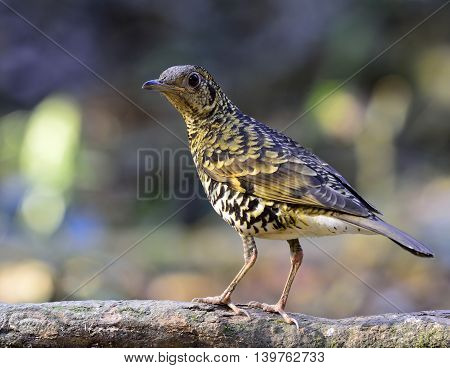 White Thrush (zoothera Aurea) Or Scaly Thrush (zoothera Dauma) The Beautiful Camouflage Ground Bird