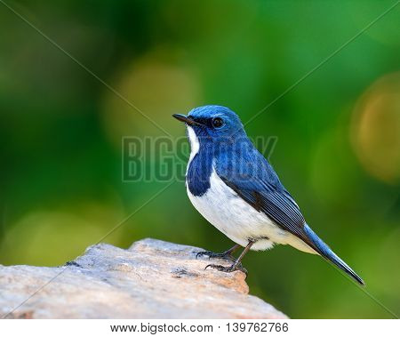 White-browed Blue Flycatcher Or Ultramarine Flycatcher (ficedula Superciliaris) The Beautiful Little