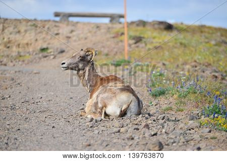 Big Horn Sheep Has Only One Horn In Mount Washburn Hiking Trail, Yellowstone National Park Wy