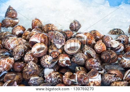 Fresh raw babylon snail on ice and selection focus with light art