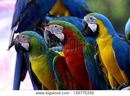 Buffon's, Harliquin And Blue-and-gold Macaw Birds Sitting Togethers, Colorful Macaw Birds