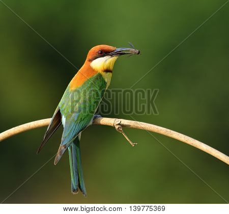 Chestnut-headed Bee-eater (merops Leschenaulti) Beautiful Orange Head, Green Wings And Blue Tail Bir