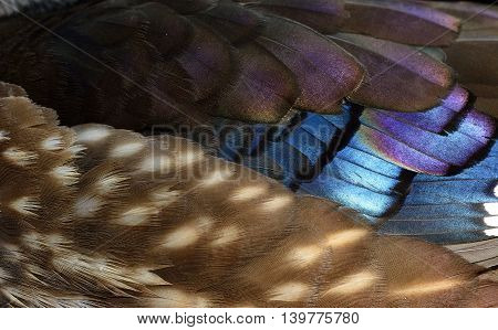 Exotic Brown purple and blue background of Mandarin duck (aix galericulata) feathers fantastic nature texture