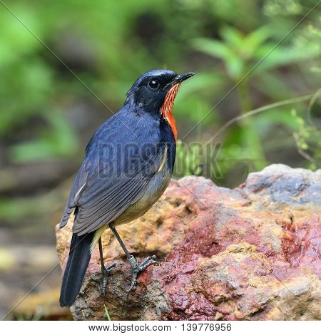 Firethroat (luscinia Pectardens) The Beautiful Grey And Blue Bird With Fire Look On His Chest Standi