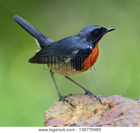 Firethroat (luscinia Pectardens) The Beautiful Grey And Blue Bird With Fire Look On His Chest Standi
