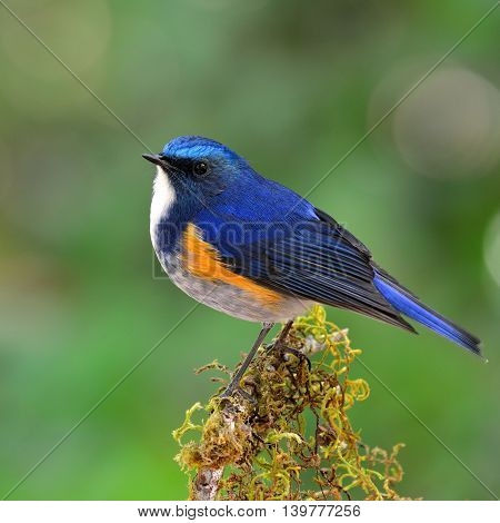 Himalayan Bluetail (tarsiger Rufilatus) The Beautiful And Chubby Blue Bird Perching On The Mossy Sti