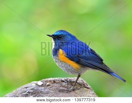 Himalayan Bluetail (tarsiger Rufilatus) The Beautiful Chubby Blue Bird Standing On The Rock Ground W