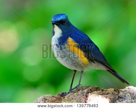 Male Of Himalayan Bluetail (tarsiger Rufilatus) The Beautiful And Cute Blue Bird Standing On The Woo